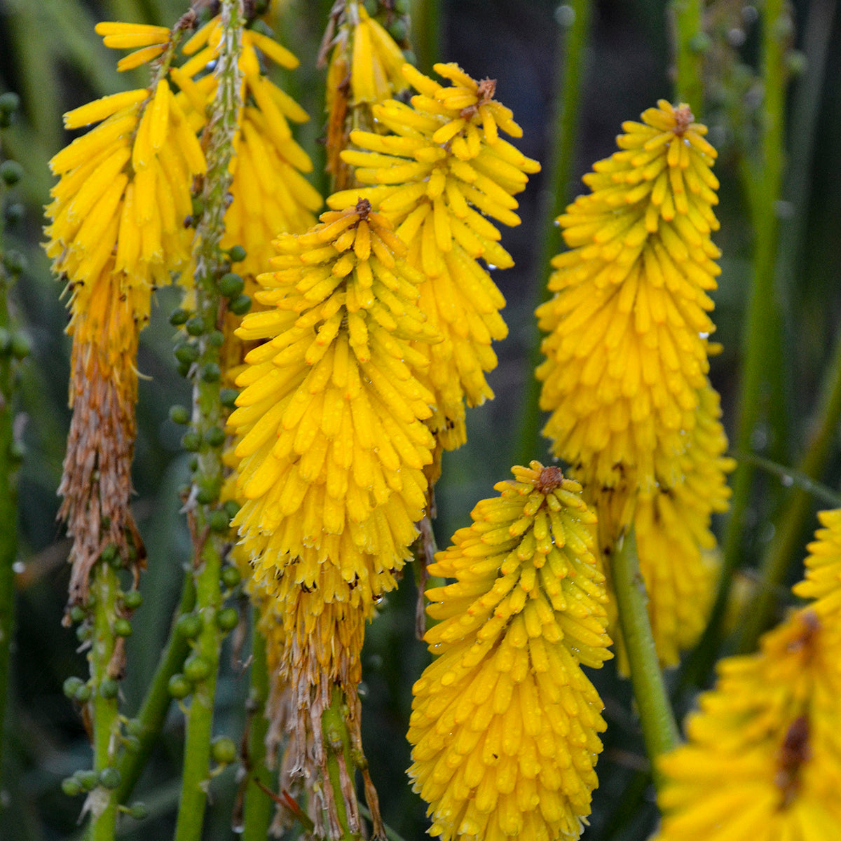 Yellow flower clusters with a blurred background