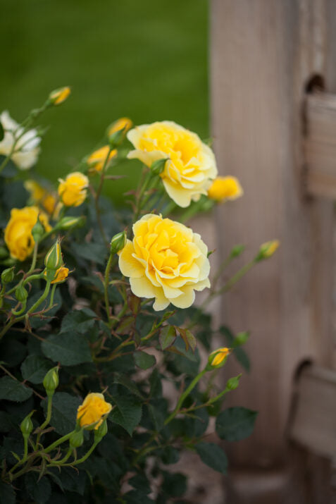 Yellow flowers with green leaves against a blurred background