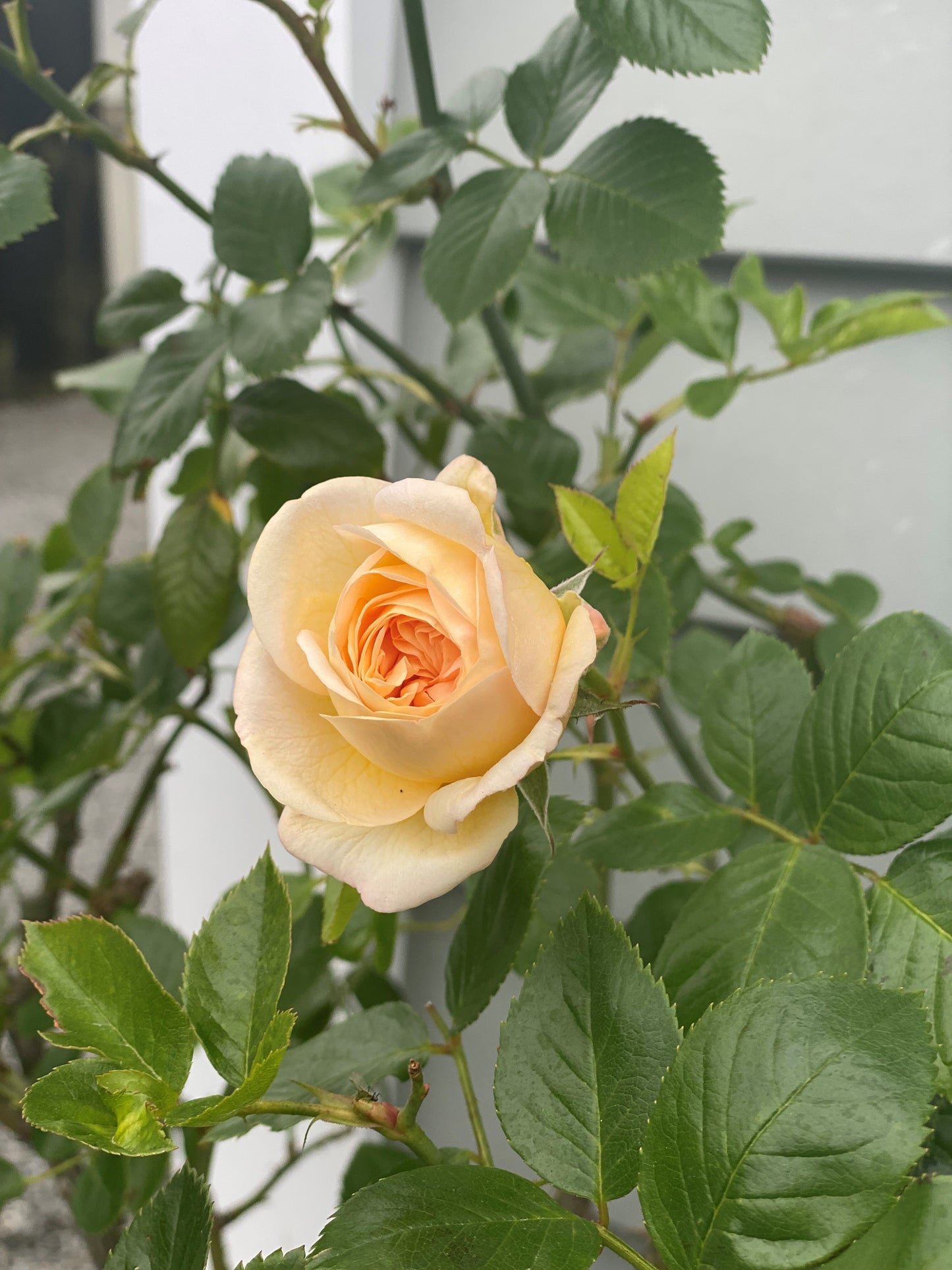 Yellow rose surrounded by green leaves with a blurred background