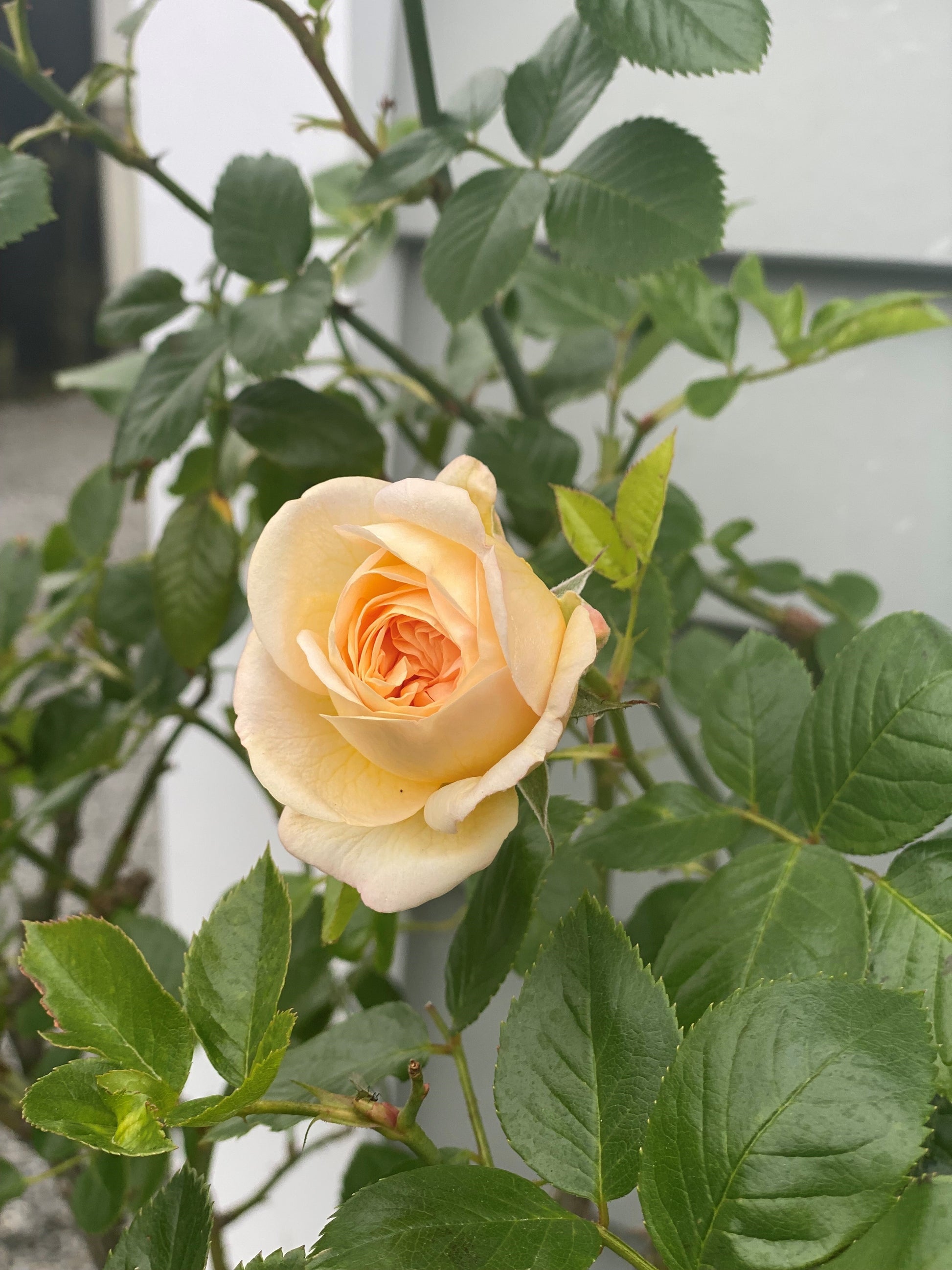 Yellow rose surrounded by green leaves with a blurred background