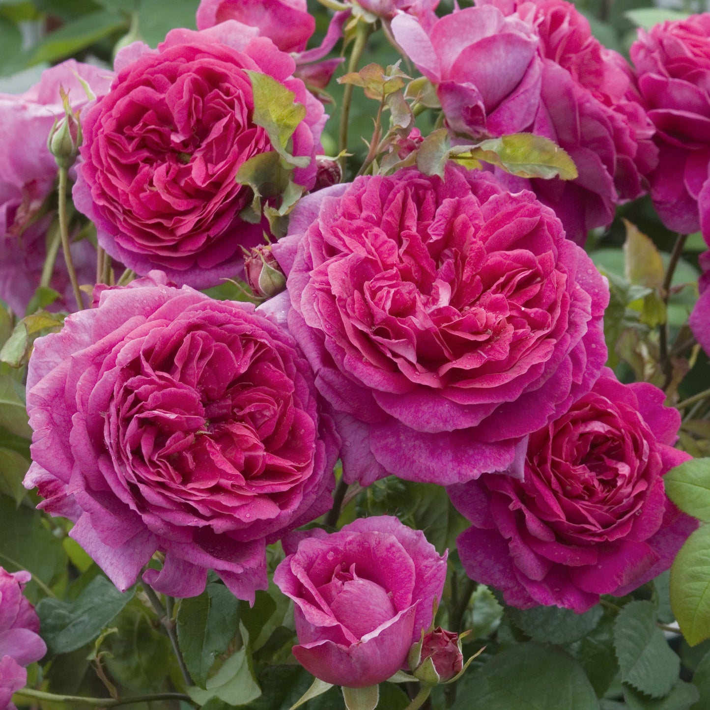 Close-up of vibrant pink roses with green leaves