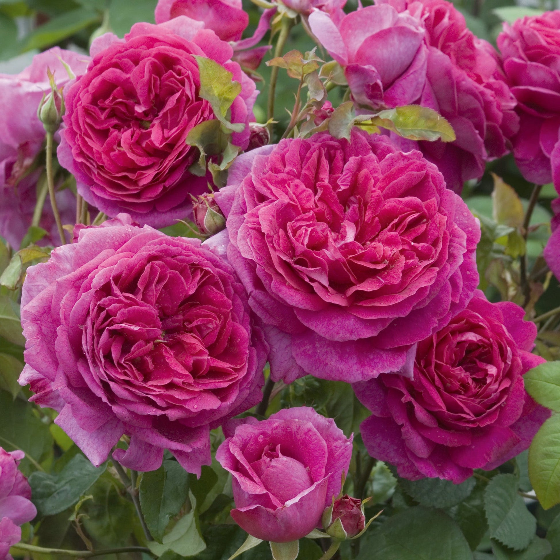 Close-up of vibrant pink roses with green leaves