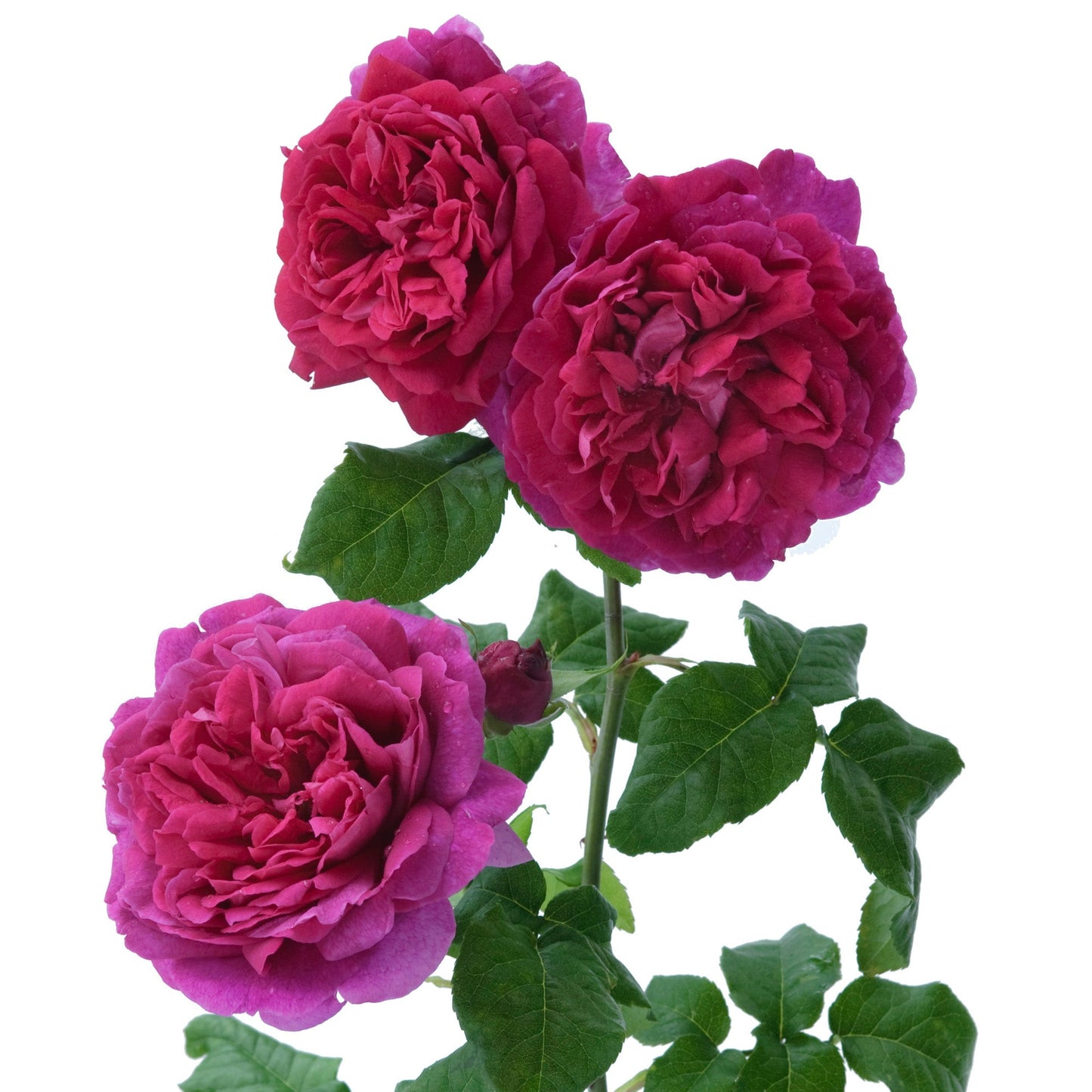Three pink roses with green leaves on a white background