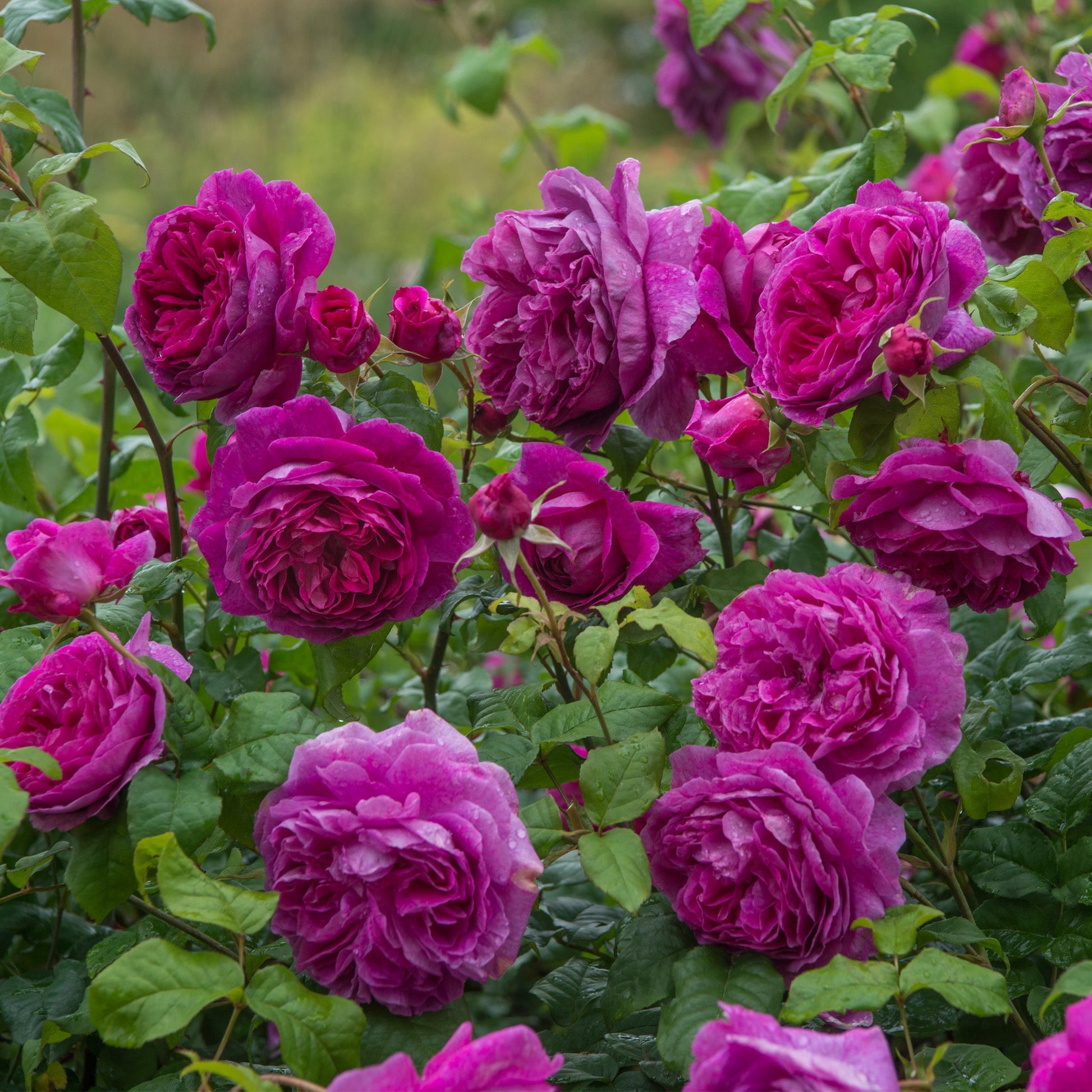 Bouquet of pink roses with green leaves