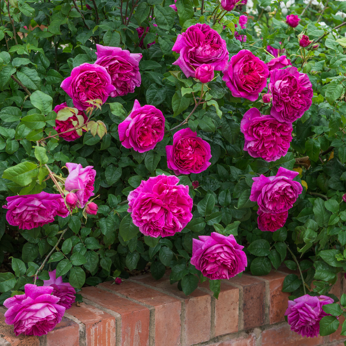 Pink flowers growing over a brick wall with green foliage