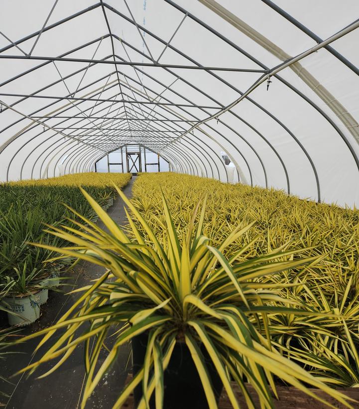 Yucca filamentosa ‘Color Guard’ shrub in black nursery container showing variegated green and gold sword‑like leaves