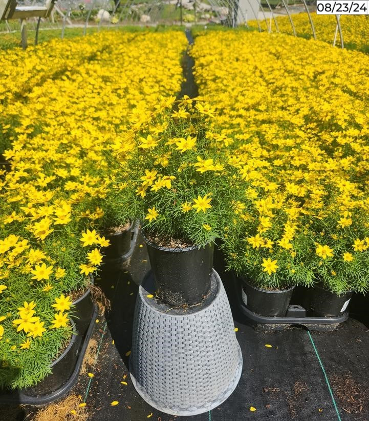 Zagreb Tickseed covered in its yellow flowers