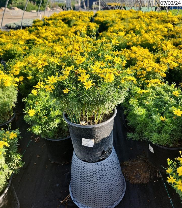Zagreb Tickseed in black planter full of blooms