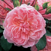 Anne Boleyn English Shrub Rose