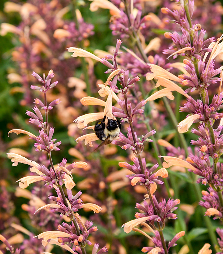 Meant to Bee™ Royal Rasberry Anise Hyssop (Hummingbird Mint)