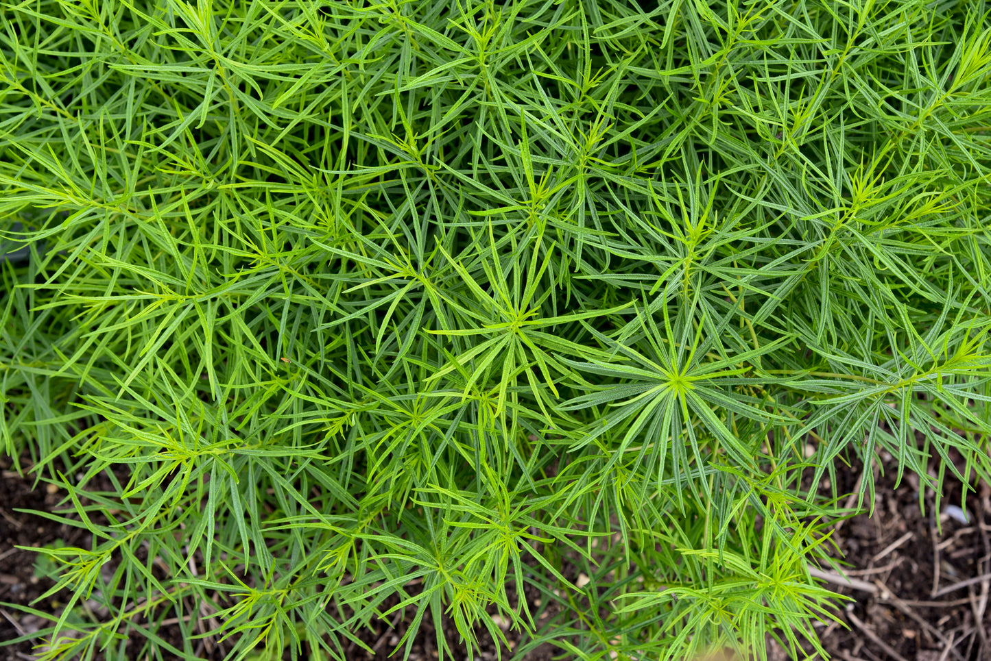 String Theory Blue Star