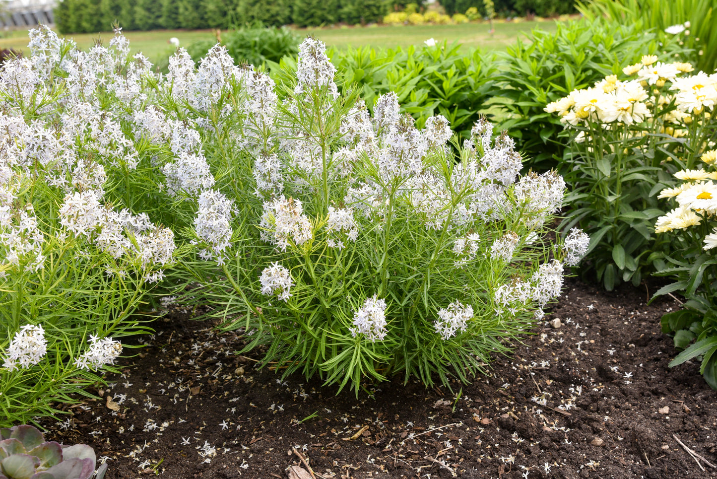 String Theory Blue Star