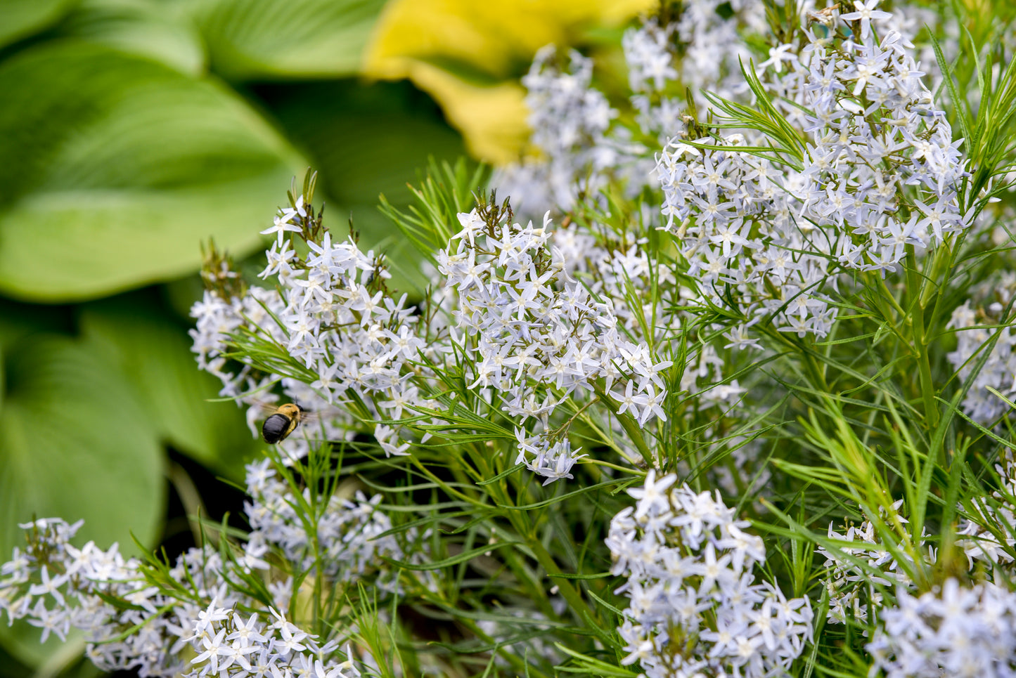 String Theory Blue Star