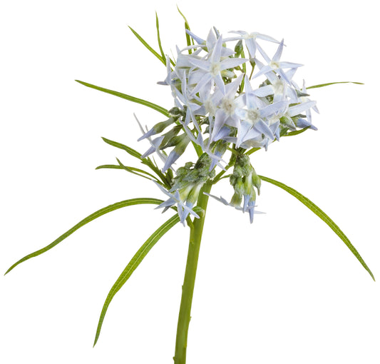 String Theory Blue Star