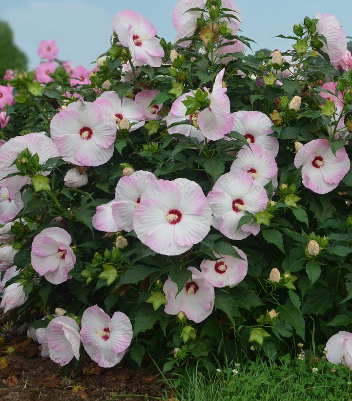 Ballet Slippers Rose Mallow