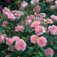 Anne Boleyn English Shrub Rose