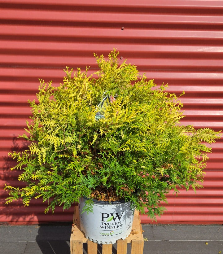 Soft Serve® Gold False Cypress