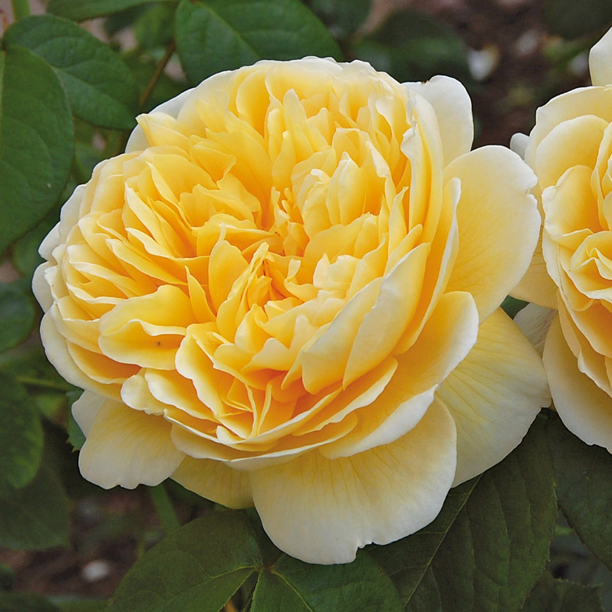 Close-up of a yellow rose with green leaves in the background