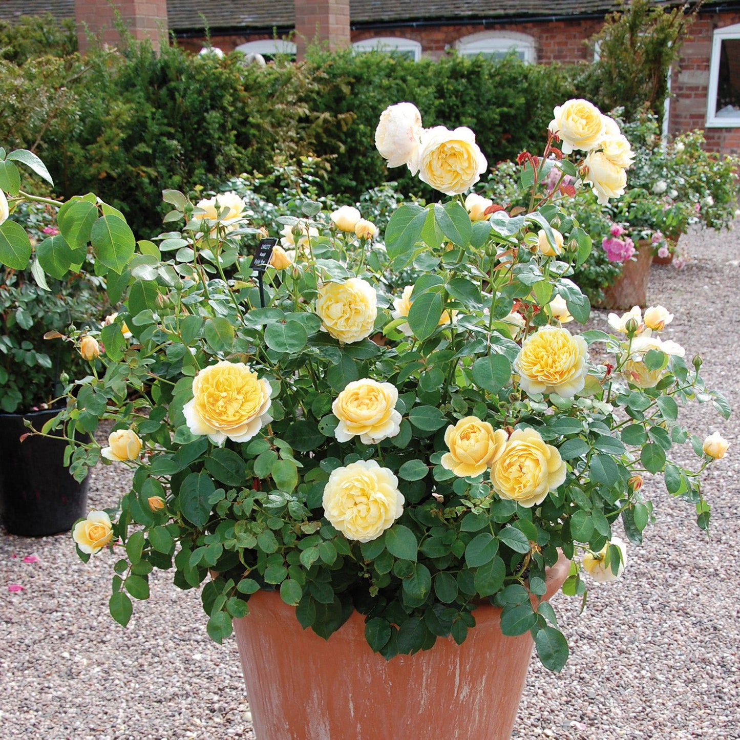 Potted plant with yellow flowers in a garden setting