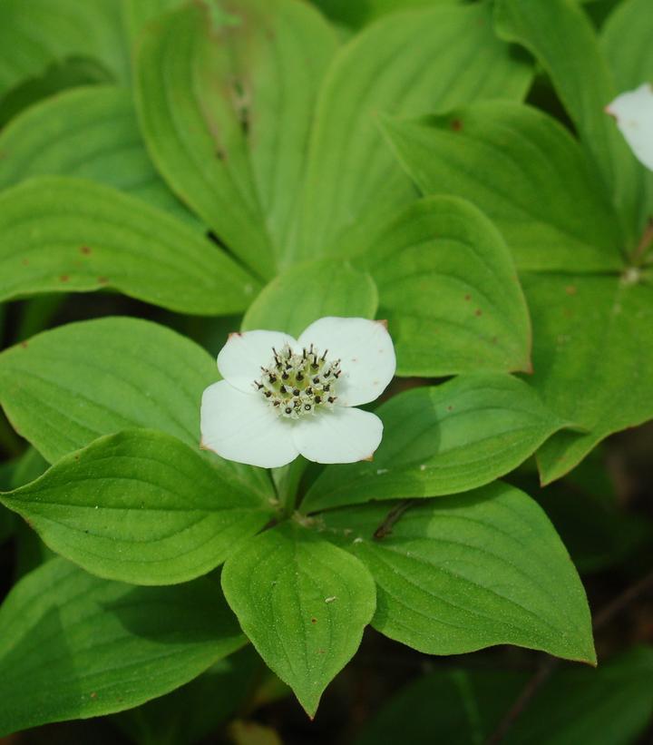 Bunchberry