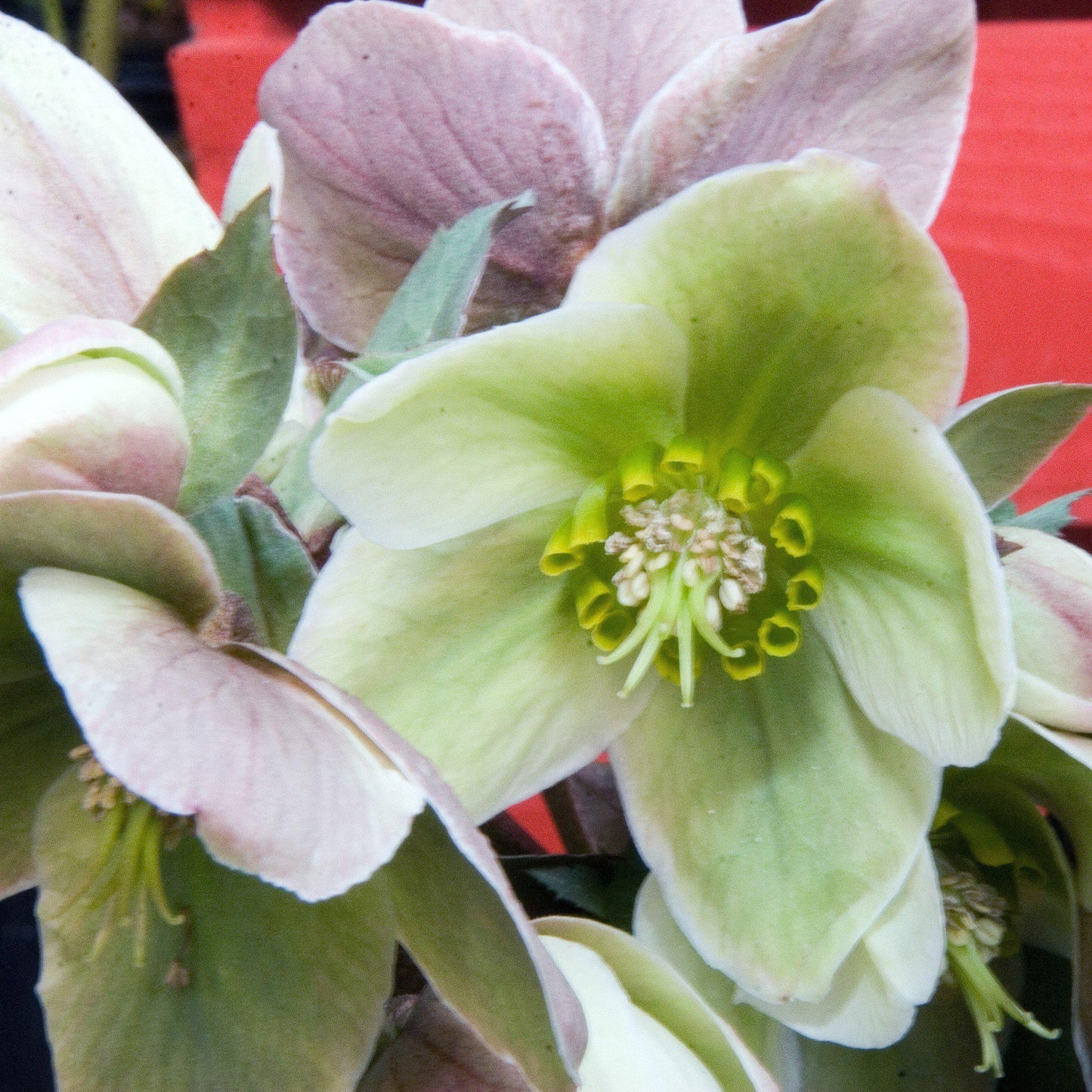 Ivory Prince Christmas Rose