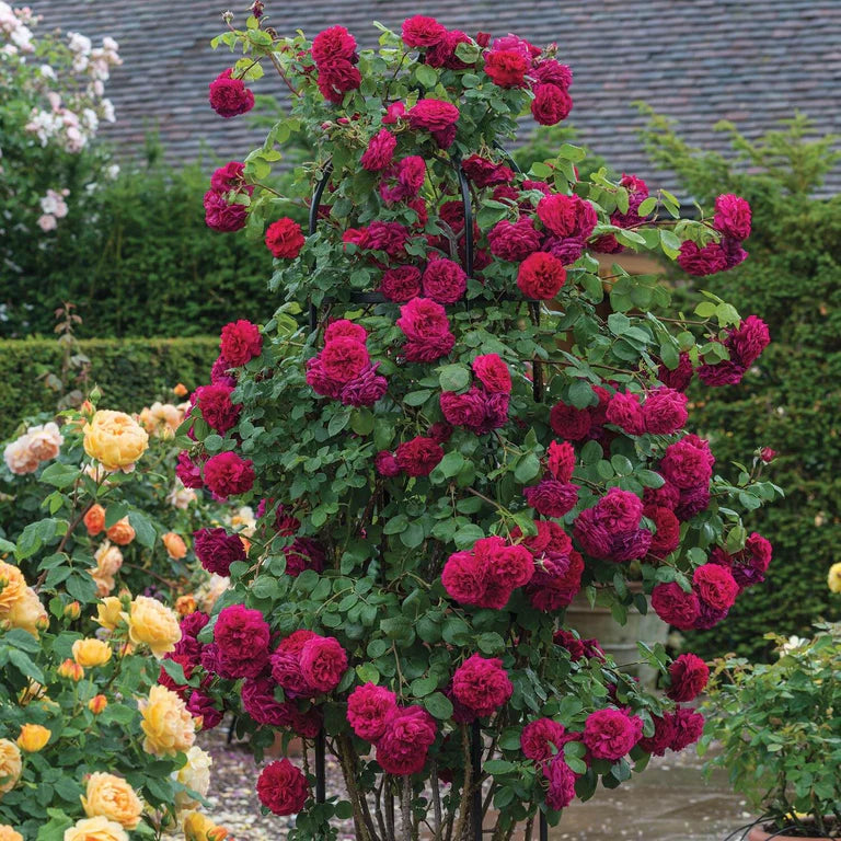 Tess of the d'Urbervilles® English Climbing Rose