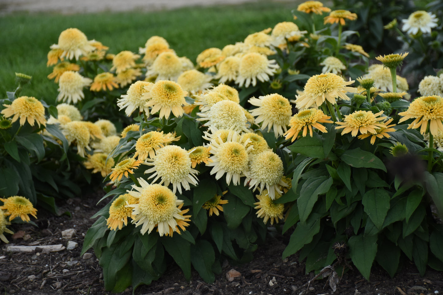 Double coded® Butter Pecan Coneflower