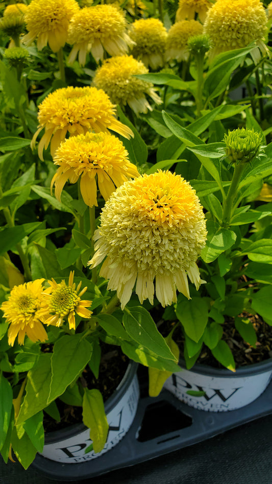 Double coded® Butter Pecan Coneflower