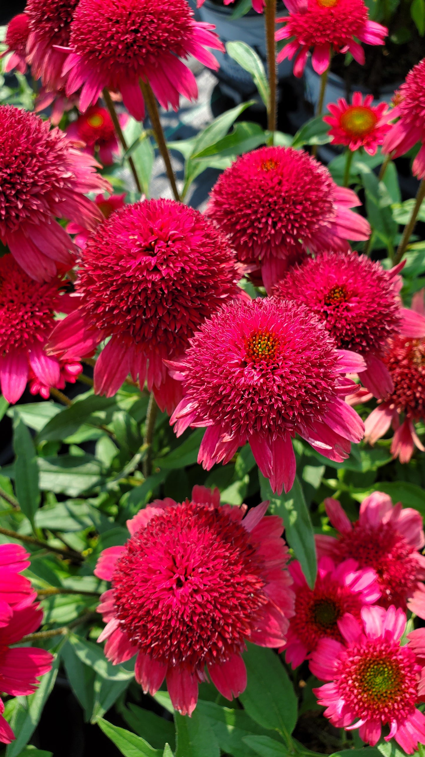 Ruby Coneflower