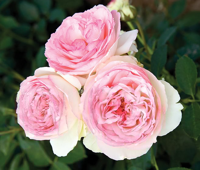 Eden Climber® Climbing Rose