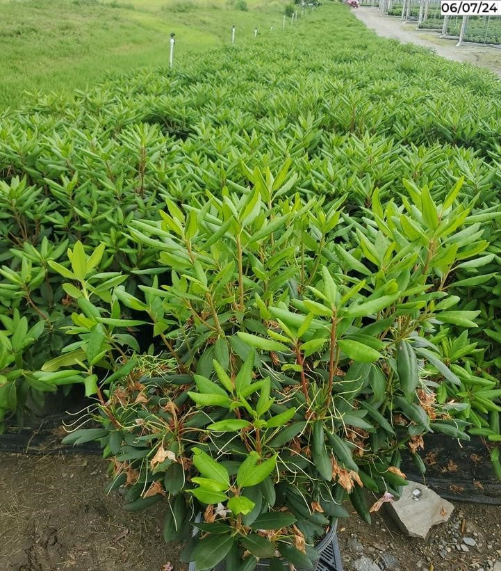 English Roseum Rhododendron