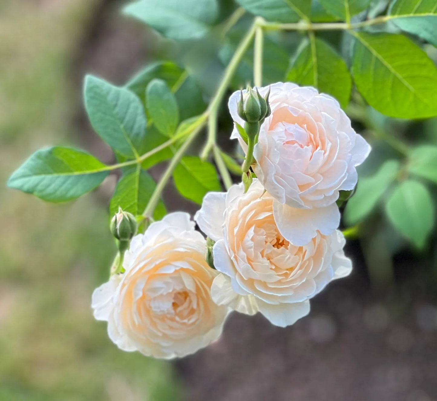 Windermere (Aushomer) English Shrub Rose