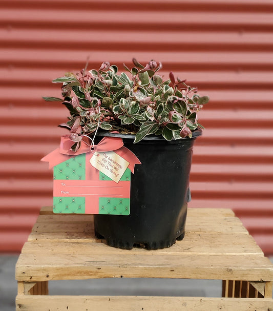 Winter Splash™ Variegated Wintergreen