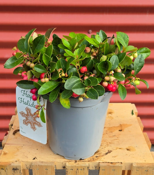 Christmas Wintergreen