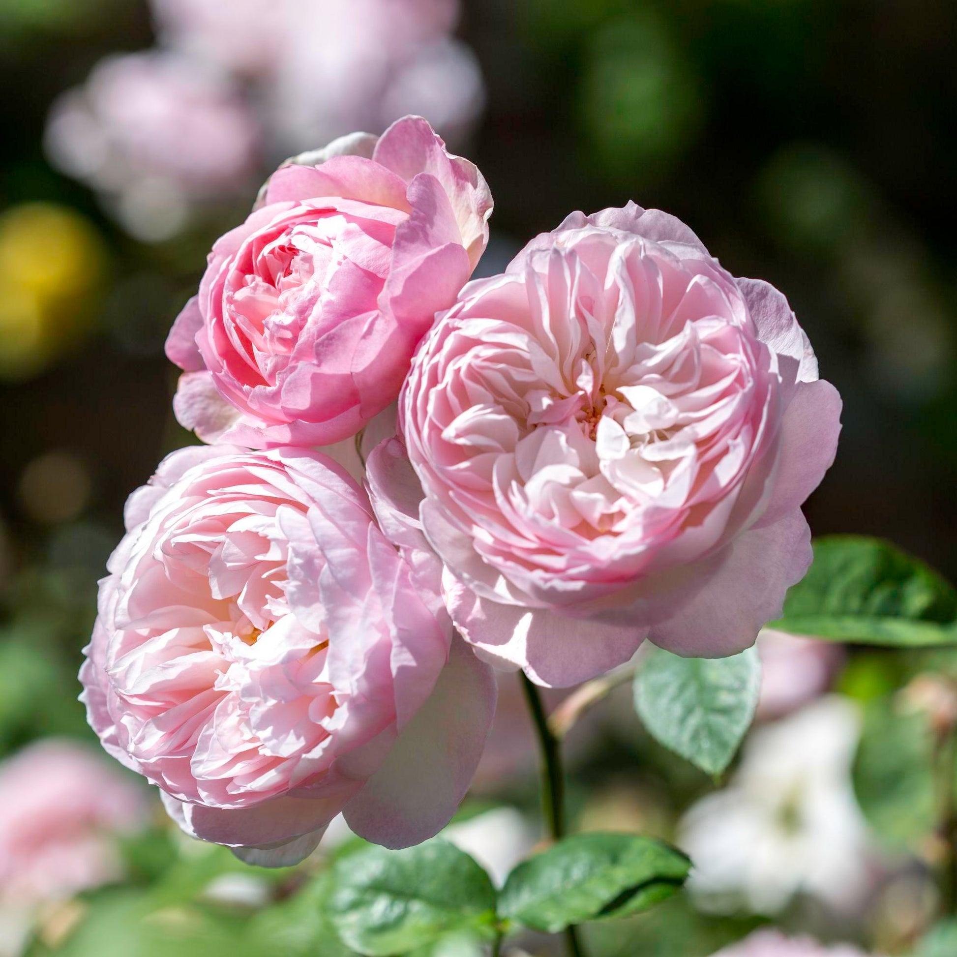 Close-up of three pink roses with green leaves on a blurred natural background