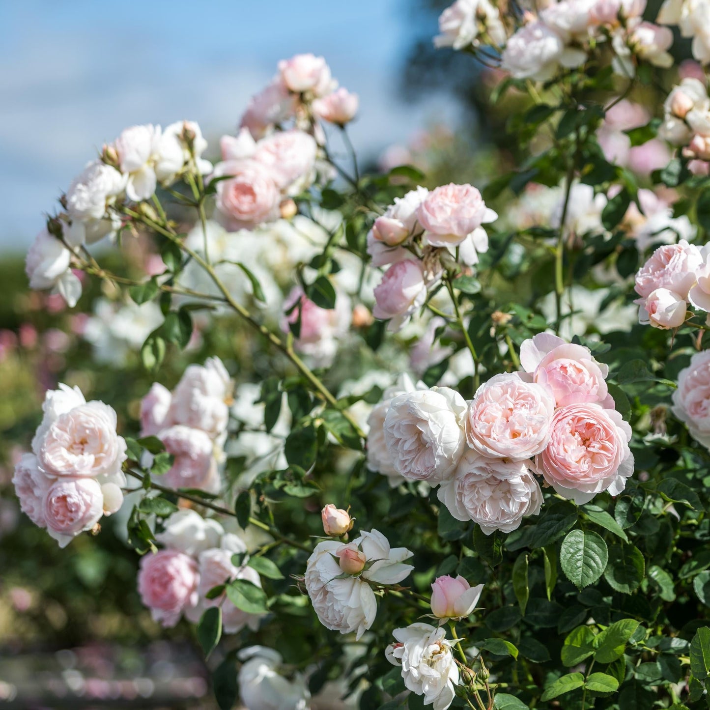 Bouquet of pink and white roses with green leaves against a blurred natural background in a garden setting