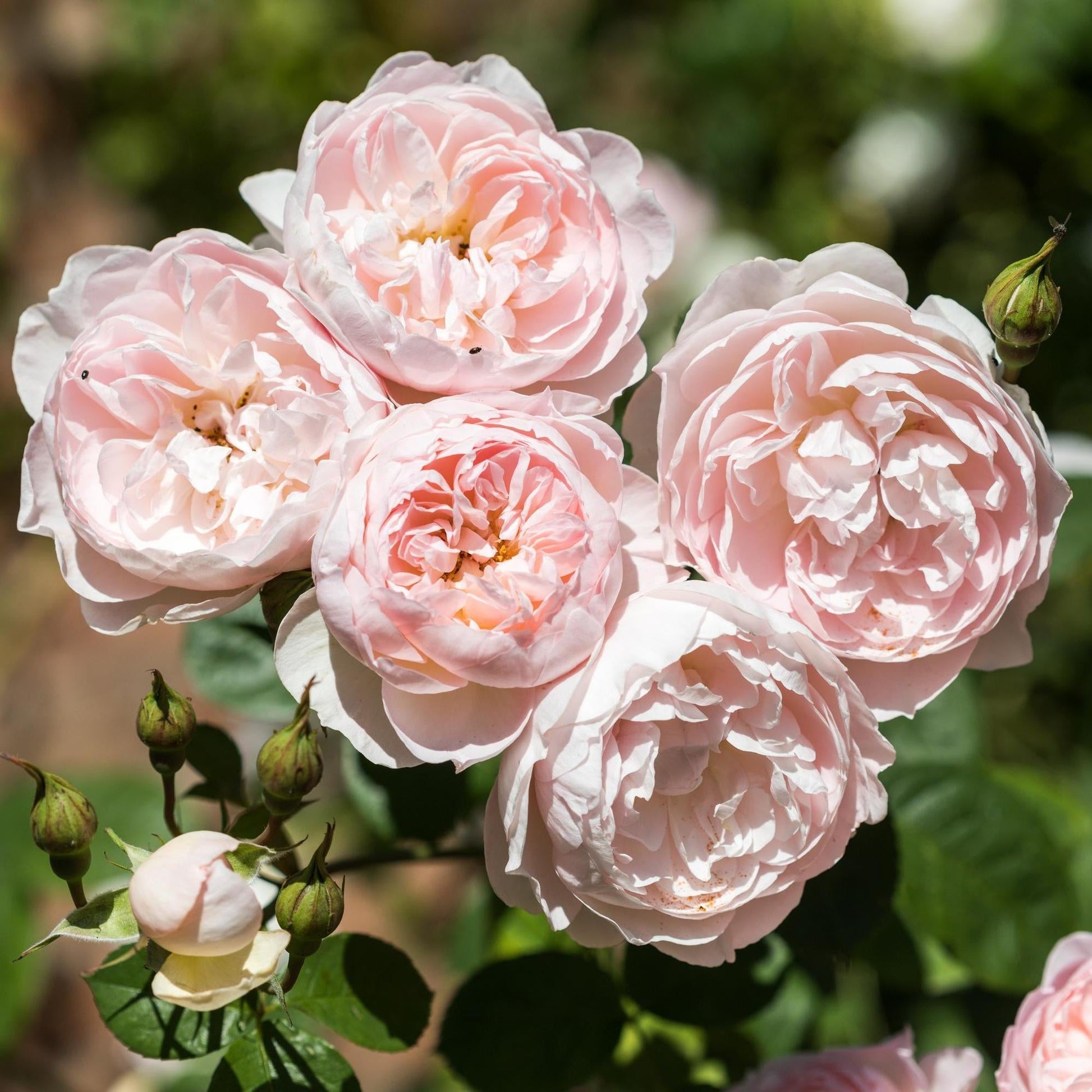 Close-up of pink roses with green leaves on a blurred natural background