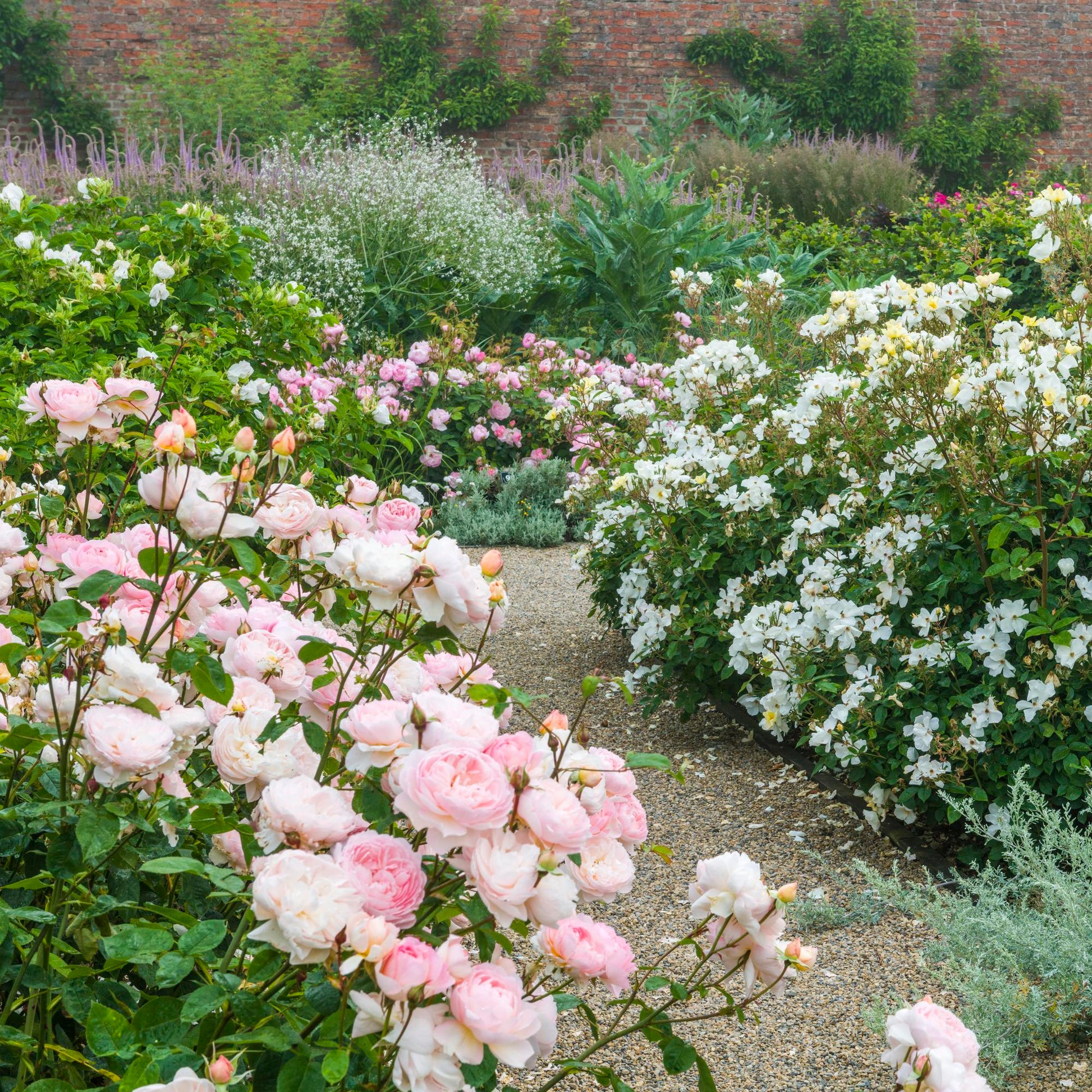 Garden with pink and white flowers and a brick wall in the background