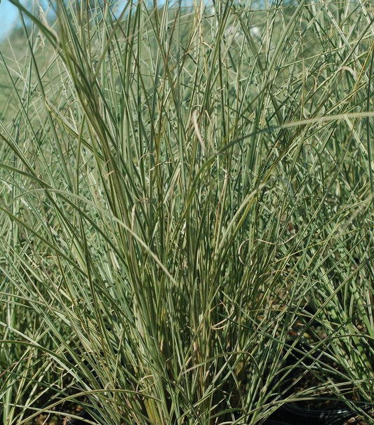 Morning Light Japanese Silver Grass