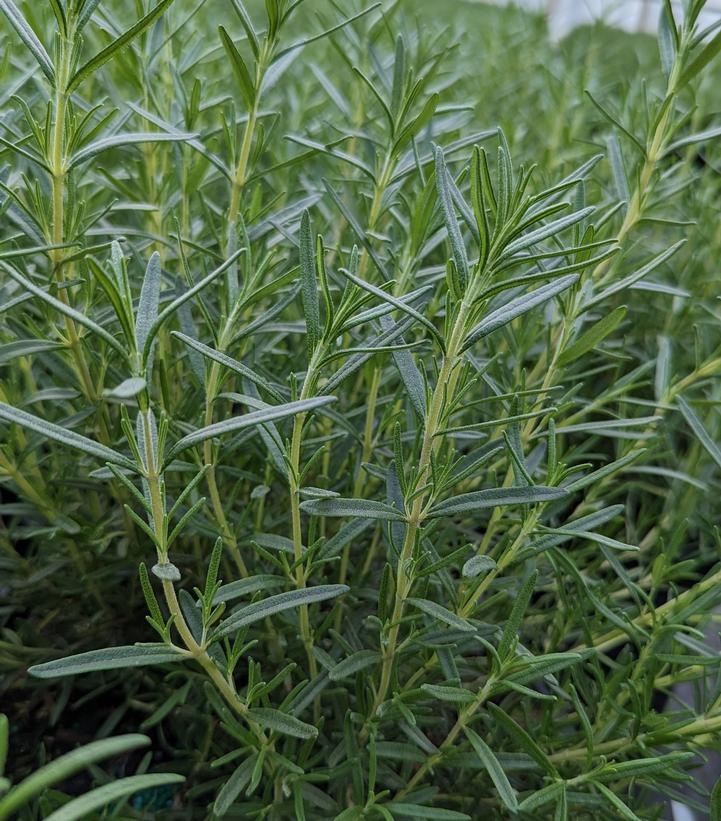 healthy Tuscan Blue Rosemary