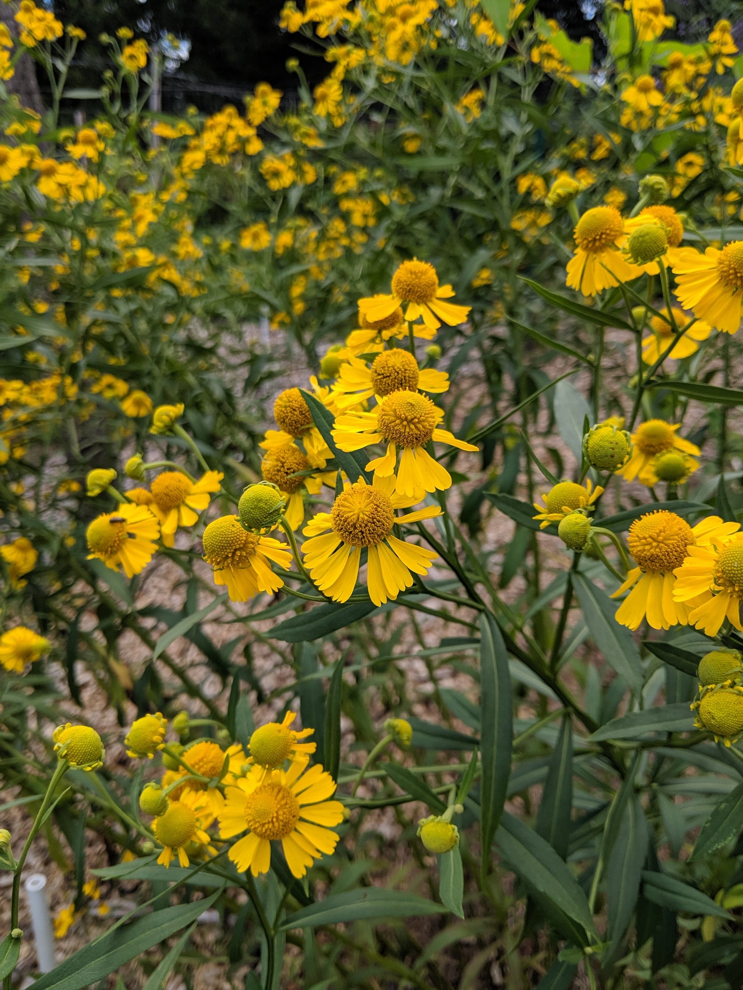 Common Sneezeweed