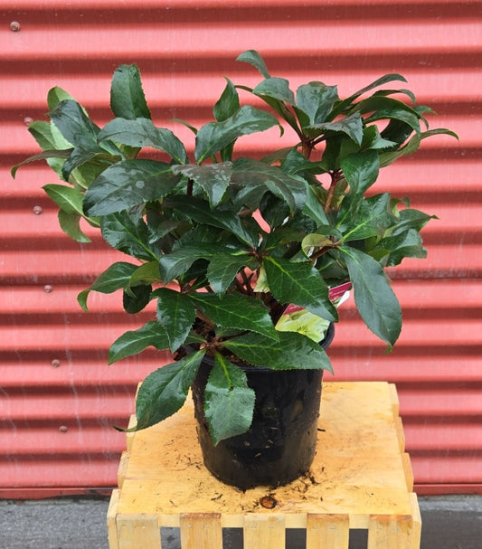 Gold Collection® Champion Helleborus