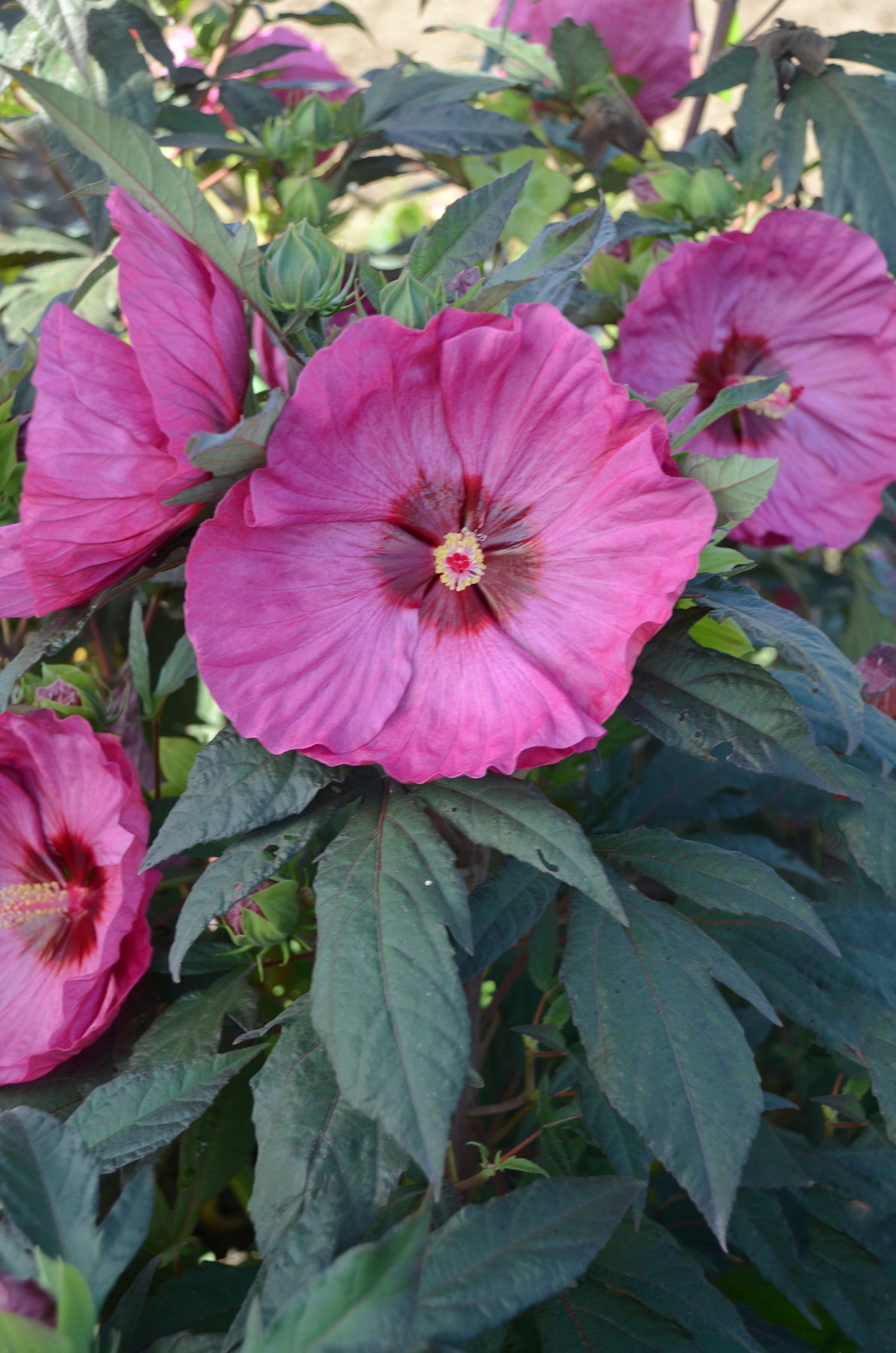 Berry Awesome Rose Mallow