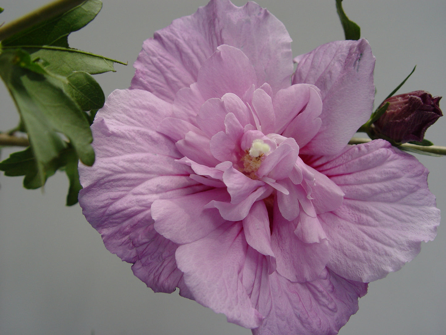 Lavender Chiffon® Rose of Sharon