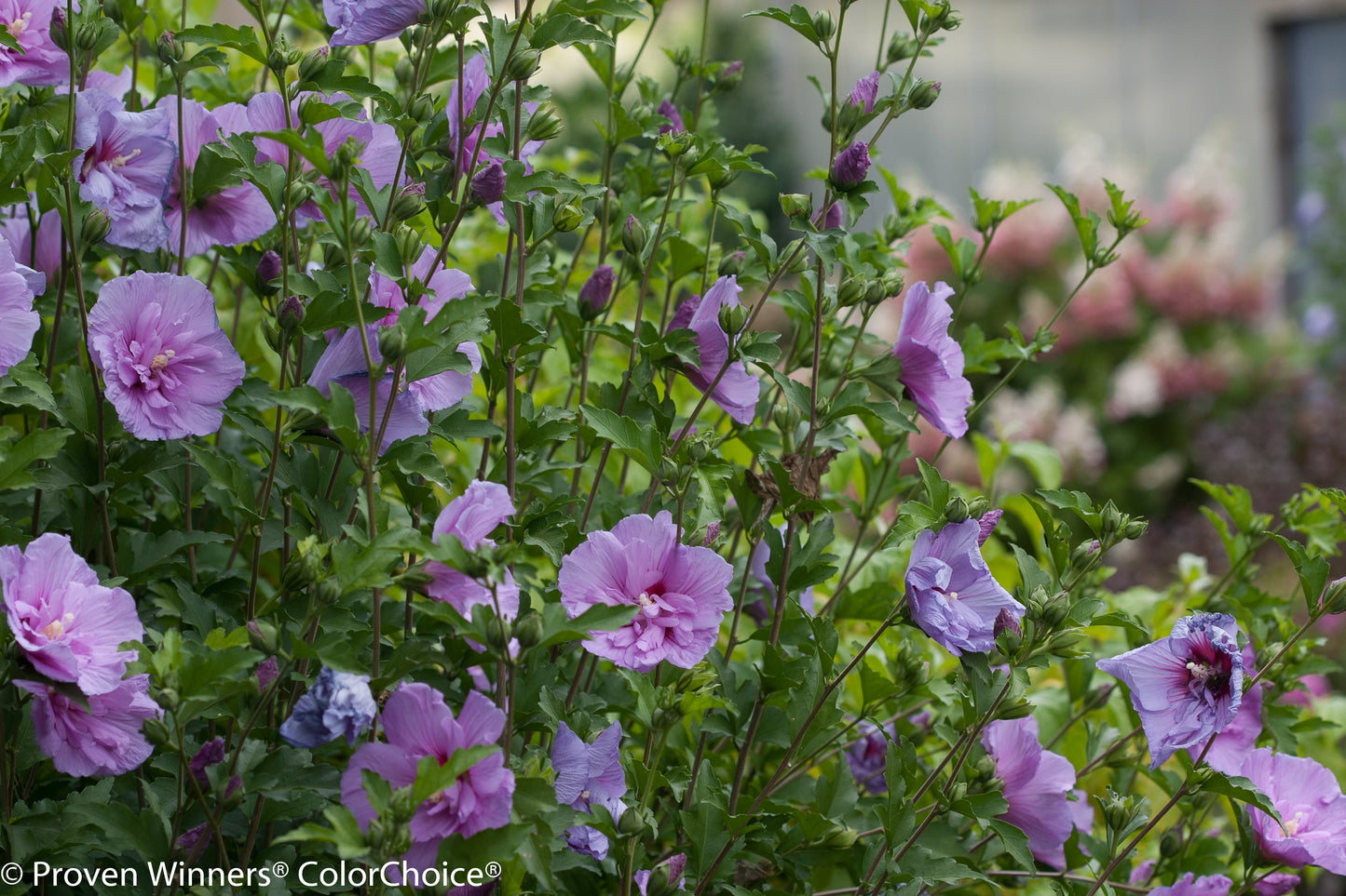 Lavender Chiffon® Rose of Sharon