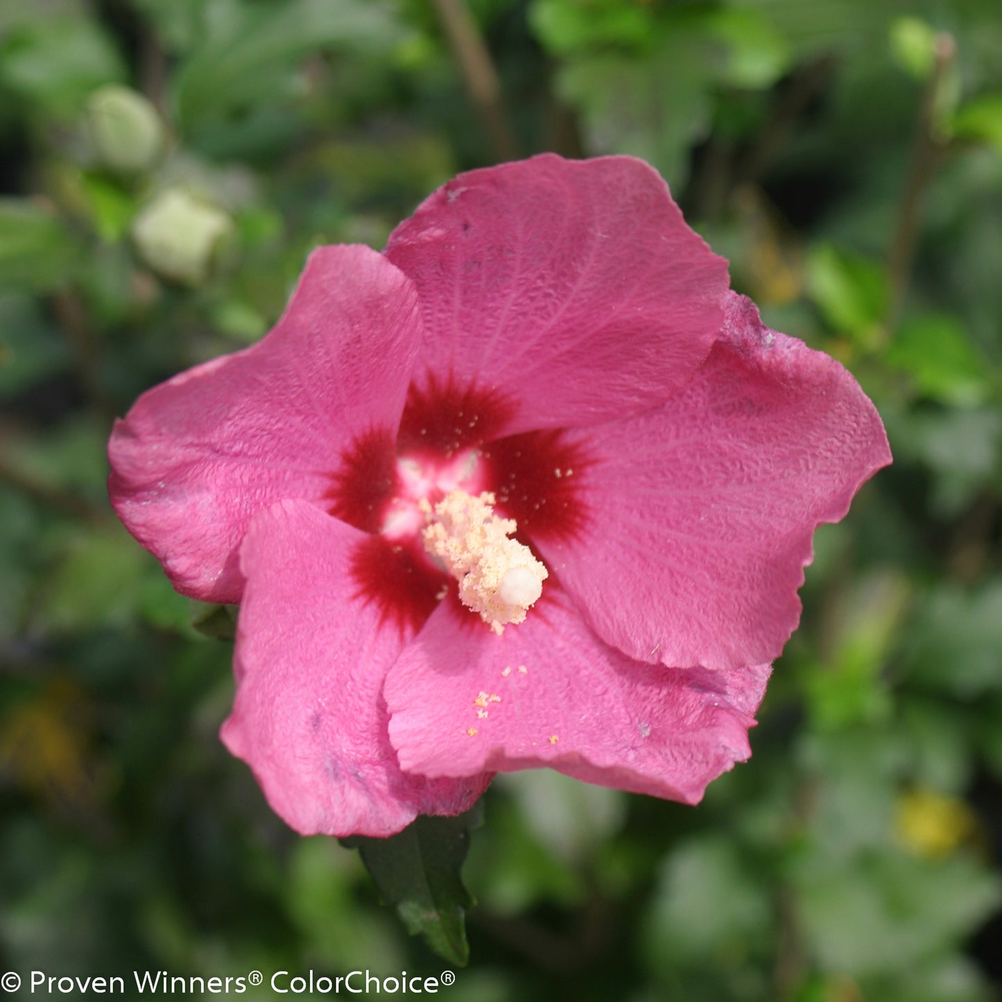 Lil' Kim®Red Rose of Sharon