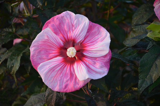 Summerific® Cherry Choco Latte Rose Mallow