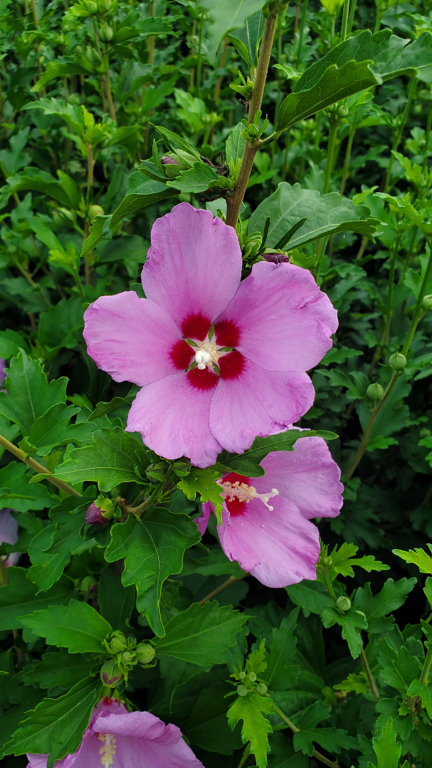 French Cabaret™ Blush Hibiscus