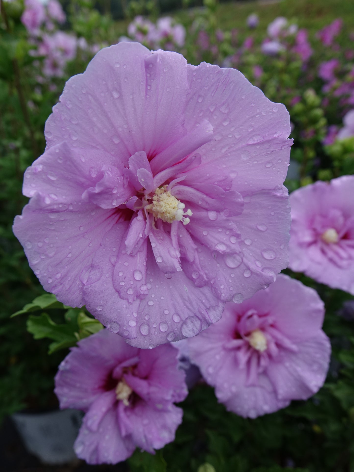 Lavender Chiffon® Rose of Sharon