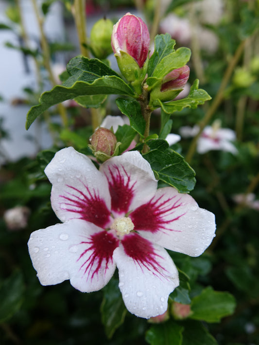 Lil' Kim® Rose of Sharon